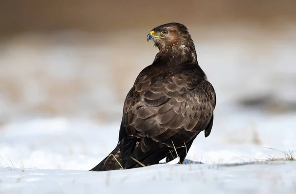 Vista Perto Buzzard Comum Habitat Natural — Fotografia de Stock