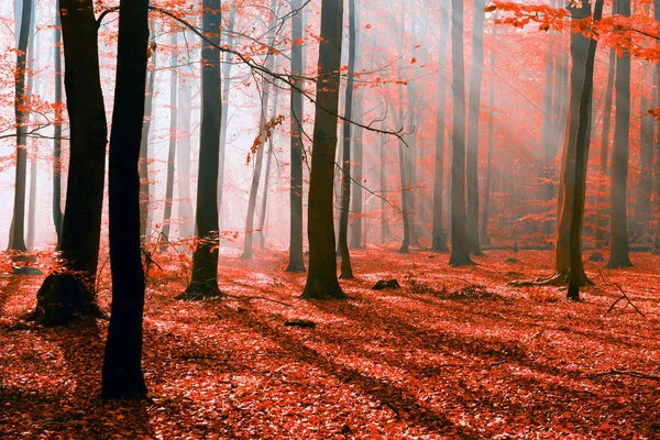 Hermoso Paisaje Forestal Otoñal Con Rayos Sol Matutinos — Foto de Stock