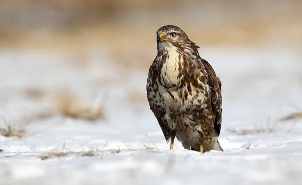 Vista Perto Buzzard Comum Habitat Natural — Fotografia de Stock