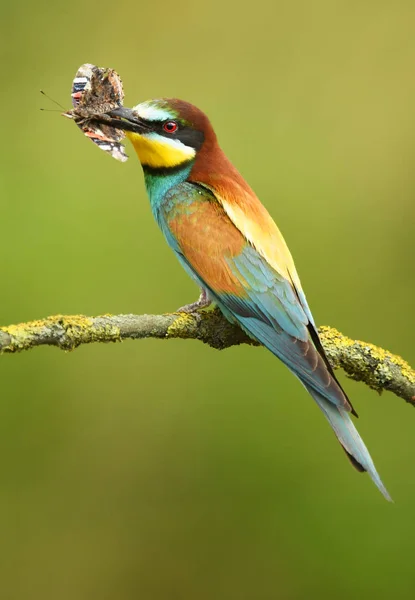 European Bee Eater Blurred Background — Stock Photo, Image