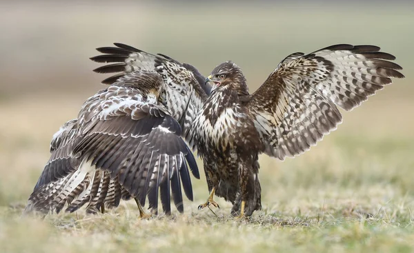 Close View Common Buzzards Fighting Meadow — Stock Photo, Image