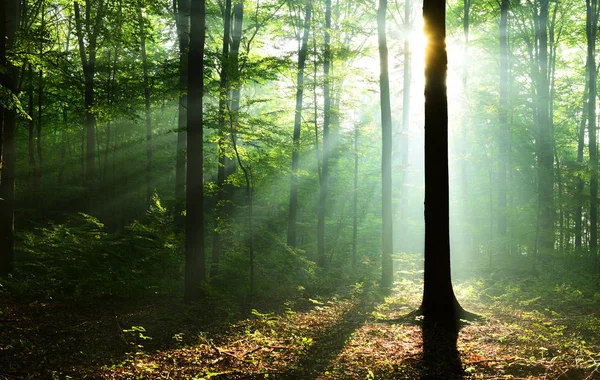 Schöne Sonnenstrahlen Herbstlichen Laubwald — Stockfoto