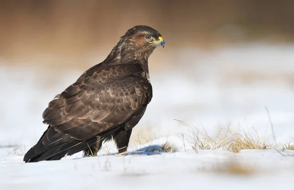 Vista Perto Buzzard Comum Habitat Natural — Fotografia de Stock