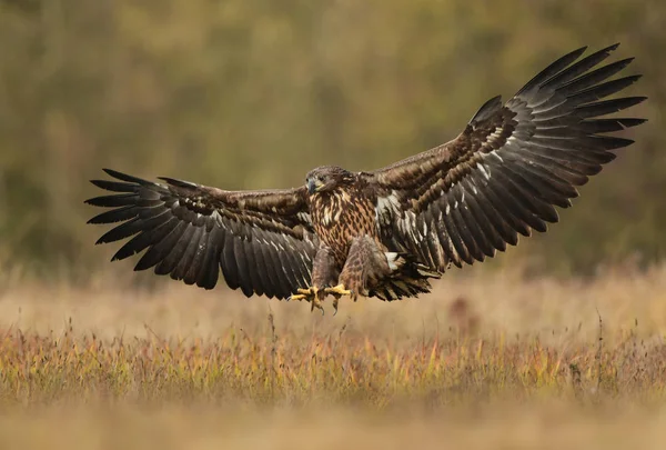 White Tailed Eagle Flying Meadow — Stock Photo, Image