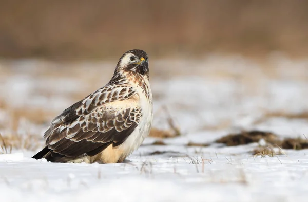 Vista Perto Buzzard Comum Habitat Natural — Fotografia de Stock