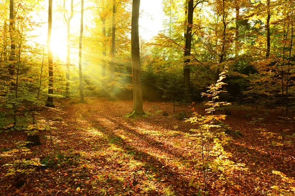 Beautiful Autumn Forest Morning Sunshine — Stock Photo, Image