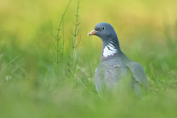 Nahaufnahme Der Taube Gras — Stockfoto