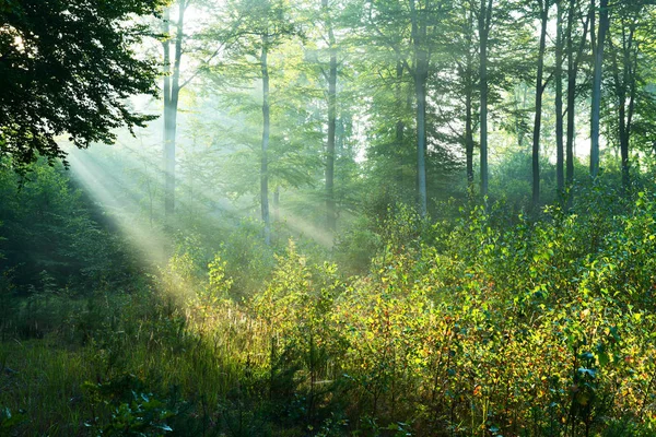 Schöne Sonnenstrahlen Herbstlichen Laubwald — Stockfoto