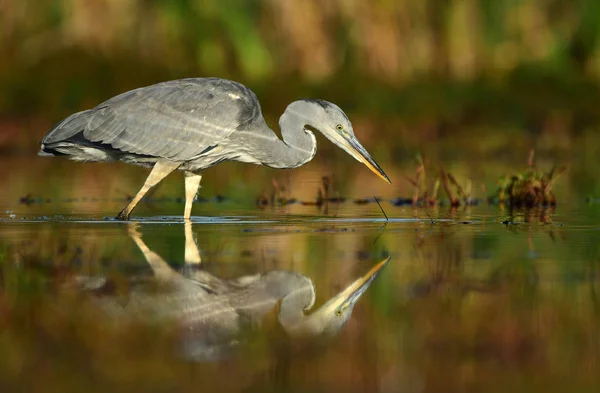 Garça Cinzenta Bonita Habitat Natural — Fotografia de Stock