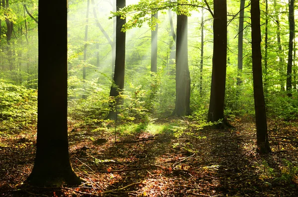 Vacker Solig Morgon Lövskog — Stockfoto