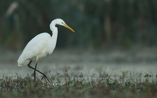 Grote Witte Zilverreiger Natuurlijke Habitat — Stockfoto