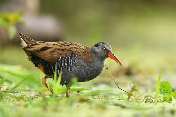 Vista Cerca Water Rail Hábitat Natural —  Fotos de Stock