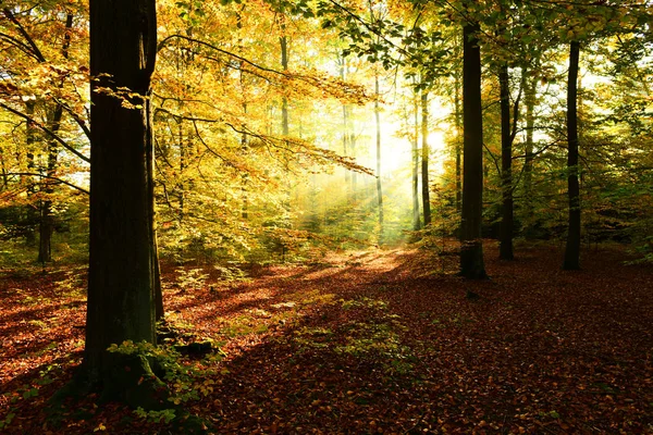 Bela Floresta Outono Com Sol Manhã — Fotografia de Stock