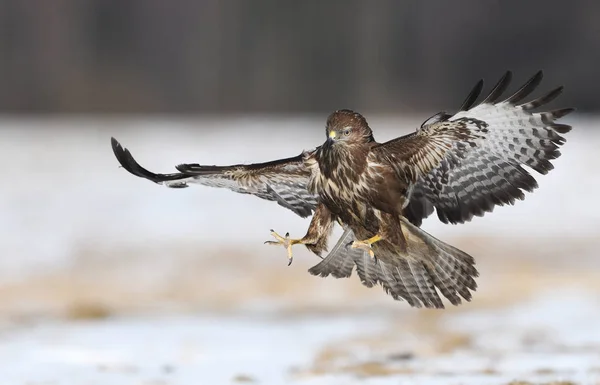 Vista Perto Buzzard Comum Habitat Natural — Fotografia de Stock