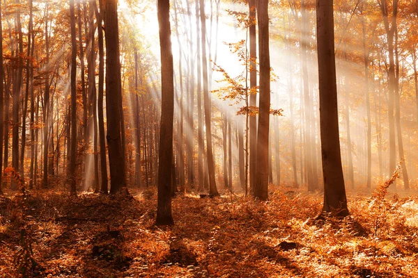 Bela Paisagem Floresta Outono Com Raios Sol Matinais — Fotografia de Stock