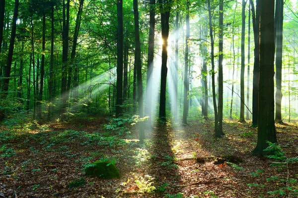 Vackra Solstrålar Höst Lövskog — Stockfoto