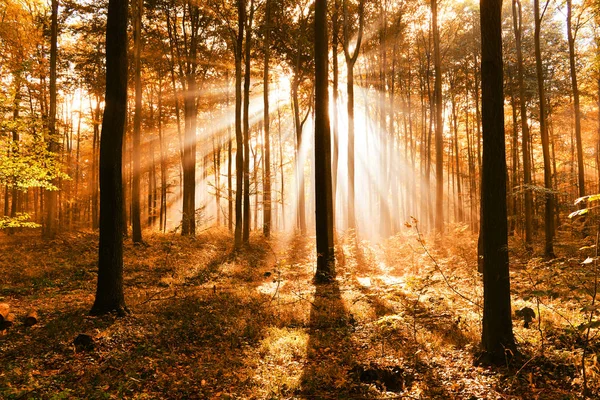 Bela Paisagem Floresta Outono Com Raios Sol Matinais — Fotografia de Stock