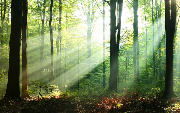 Schöne Sonnenstrahlen Herbstlichen Laubwald lizenzfreie Stockfotos