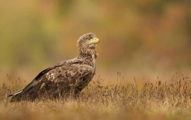 Beyaz kuyruklu kartal doğal ortamlarında