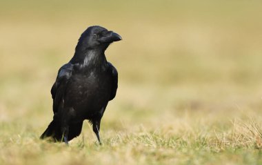 Kuzgun (Corvus corax) kapat