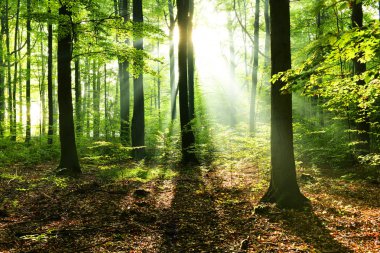 Çok güzel bir güneşli sabah yaprak döken orman