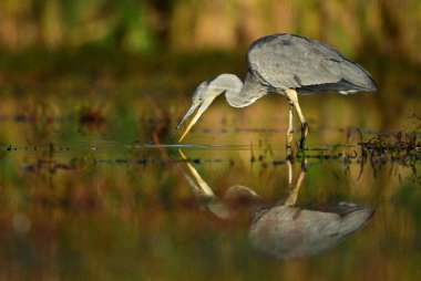 Doğal ortamlarında güzel gri balıkçıl