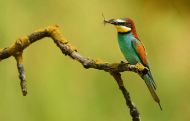 Avrupa arı yiyici bulanık arka plan üzerinde