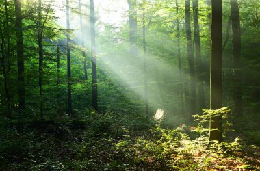 sabah güneş ışığı ile güzel sonbahar orman