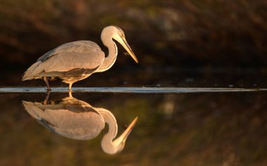 Doğal ortamlarında güzel gri balıkçıl