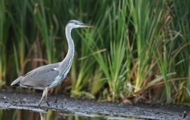 Doğal ortamlarında güzel gri balıkçıl