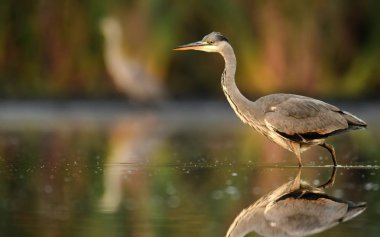 Doğal ortamlarında güzel gri balıkçıl