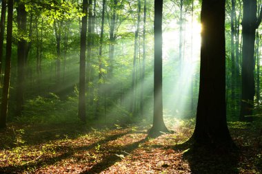 Sonbahar yaprak döken orman içinde güzel güneş ışınları
