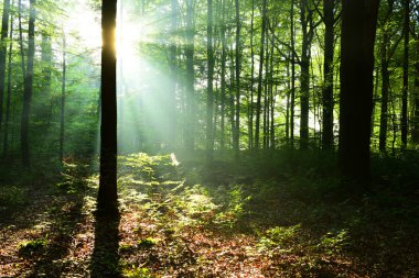 sabah güneş ışığı ile güzel sonbahar orman