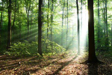 sabah güneş ışığı ile güzel sonbahar orman