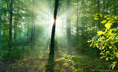 Sonbahar yaprak döken orman içinde güzel güneş ışınları