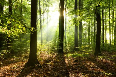 Çok güzel bir güneşli sabah yaprak döken orman