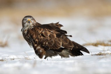 Bayağı şahin doğal ortamlarında görünümünü kapat