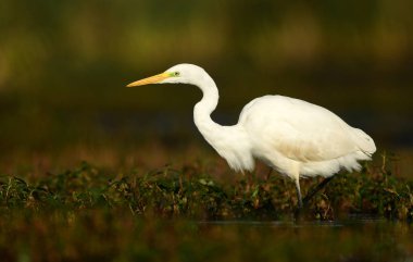 Great white egret in natural habitat clipart