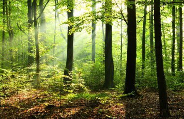 Çok güzel bir güneşli sabah yaprak döken orman