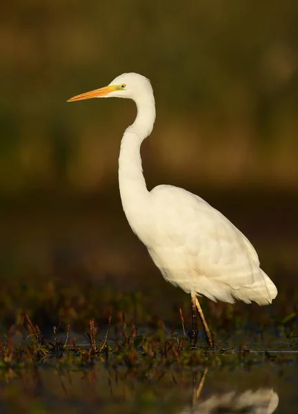 Nagy Fehér Egret Természetes Élőhely — Stock Fotó