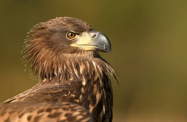 Vit Tailed Eagle Naturliga Livsmiljö — Stockfoto