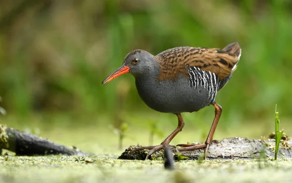 Vista Cerca Water Rail Hábitat Natural —  Fotos de Stock