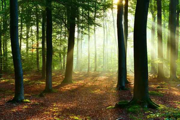 Mooie Zonnestralen Herfst Bos — Stockfoto