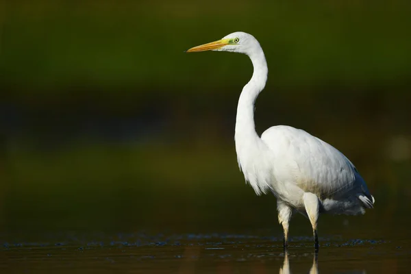 Silberreiher Natürlichen Lebensraum — Stockfoto