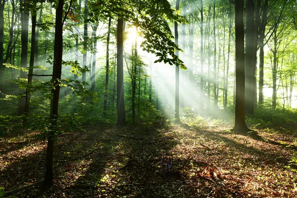 Sonbahar Yaprak Döken Orman Içinde Güzel Güneş Işınları — Stok fotoğraf
