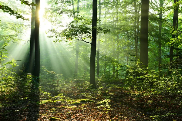 Schöne Sonnenstrahlen Herbstlichen Laubwald — Stockfoto