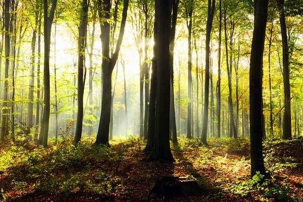 Beautiful Autumn Forest Landscape Morning Sunbeams — Stock Photo, Image