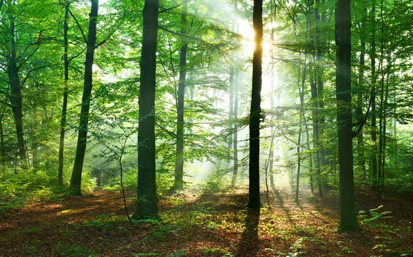 Sonbahar Yaprak Döken Orman Içinde Güzel Güneş Işınları — Stok fotoğraf
