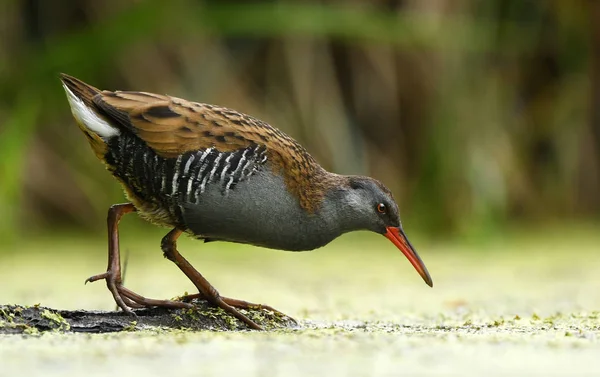 Vista Cerca Water Rail Hábitat Natural —  Fotos de Stock