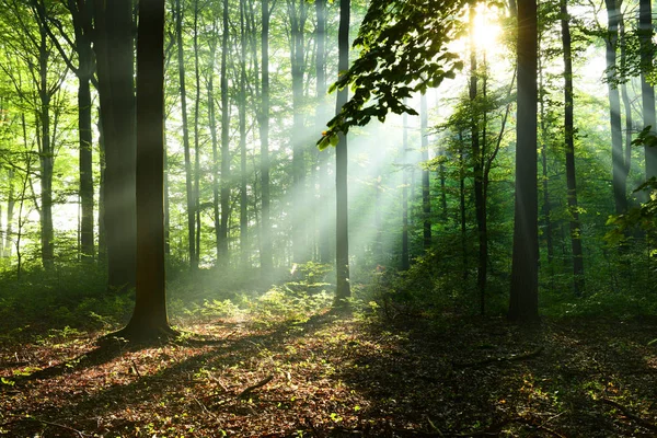 Hermosos Rayos Sol Otoño Bosque Caducifolio — Foto de Stock